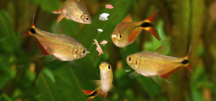 live fish food