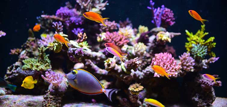 aquarium salt