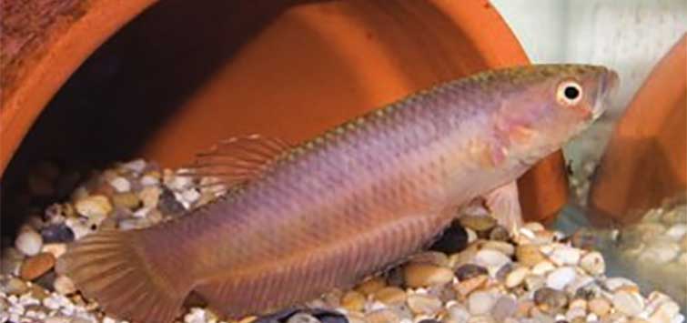 tiger betta