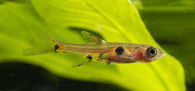 dwarf rasbora