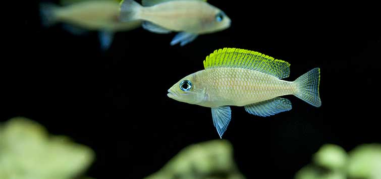 neolamprologus caudopunctatus
