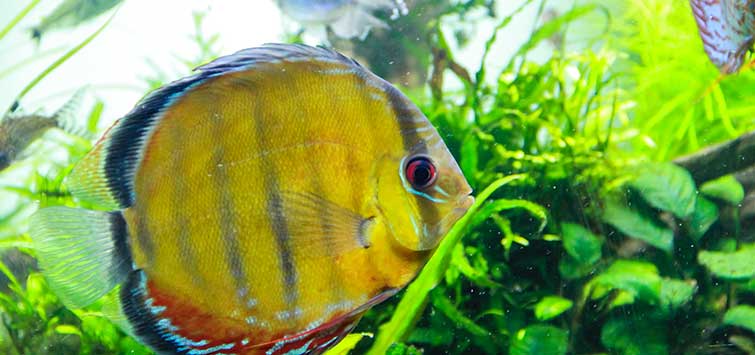 blue discus