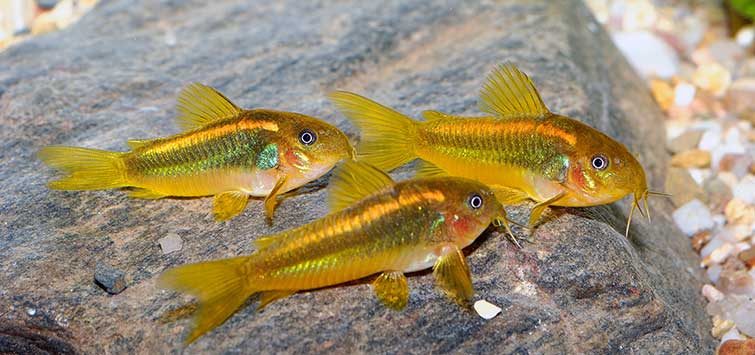what do catfish eat