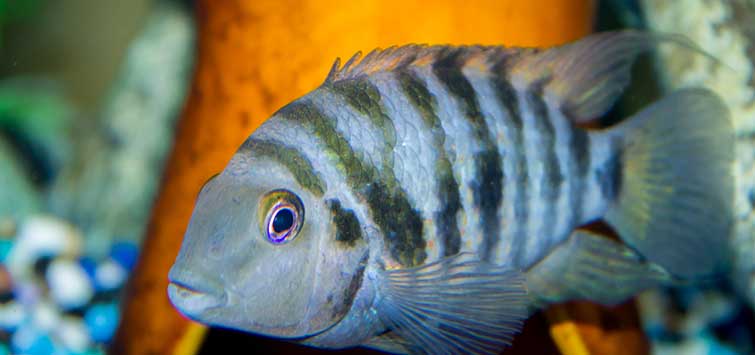 cichlid breeding behavior