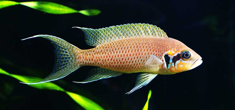 brichardi cichlid care