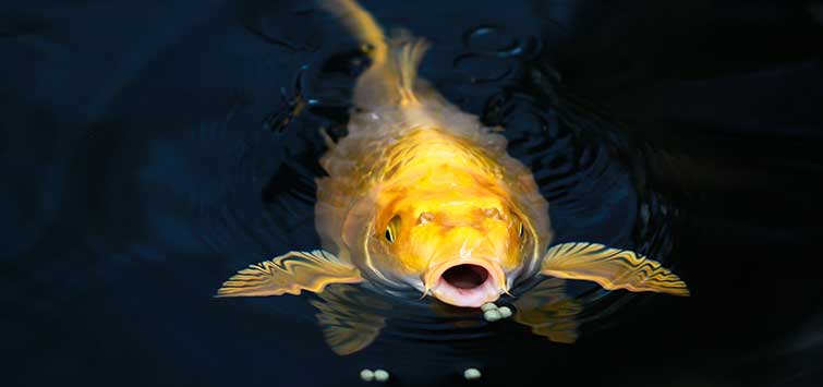 food for pond fish