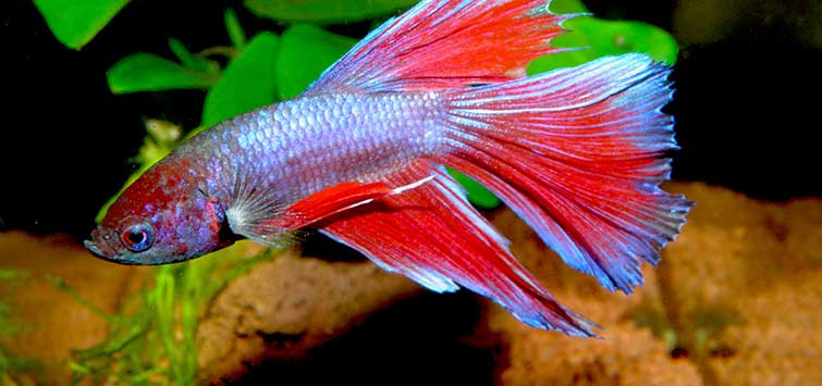 betta fish tank ideas