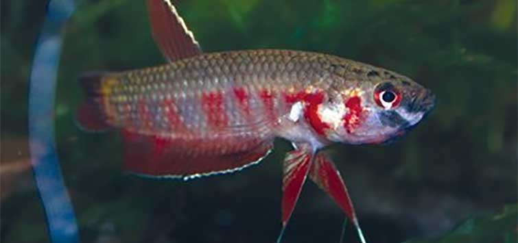 different betta species