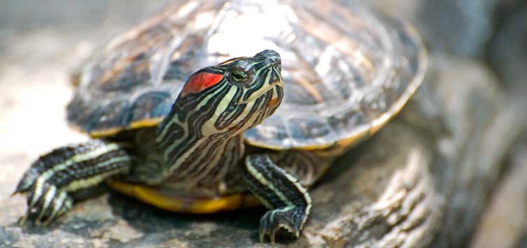 red eared slider care