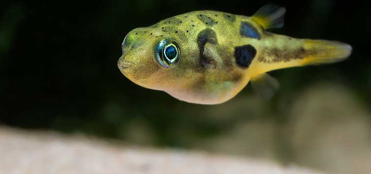 dwarf puffer fish