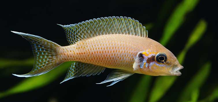 lake tanganyika cichlids