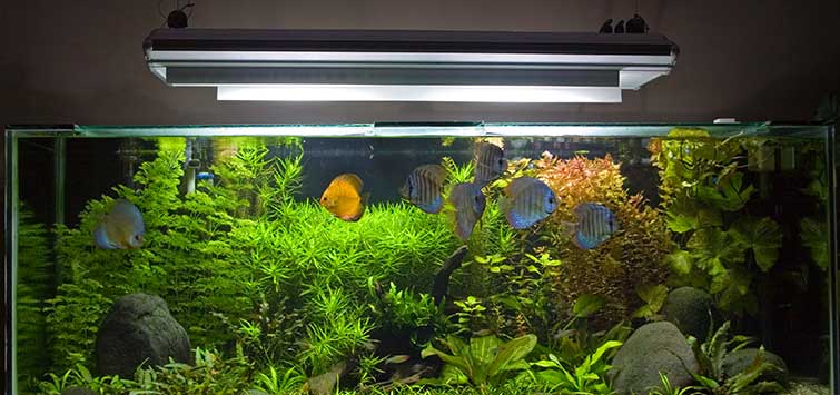 best aquarium lighting