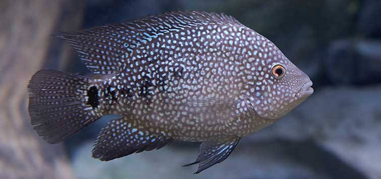 texas cichlid care