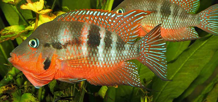 firemouth cichlid community tank
