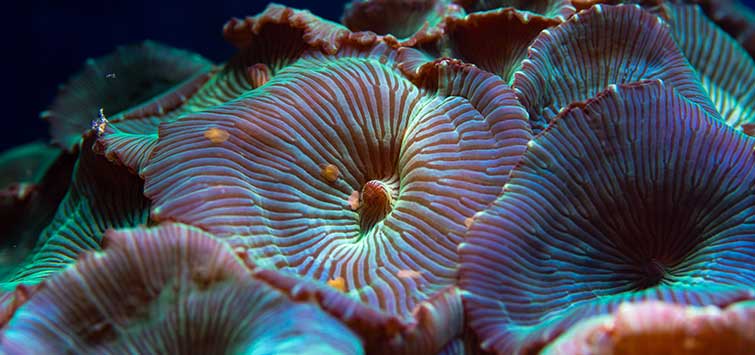 aquatic mushrooms