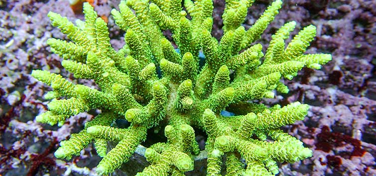 sps coral