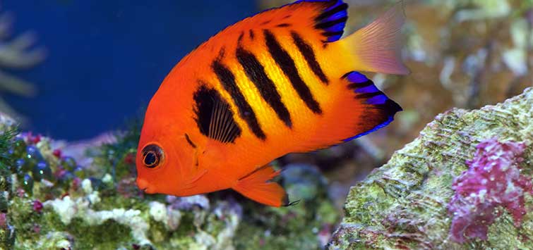 angelfish types