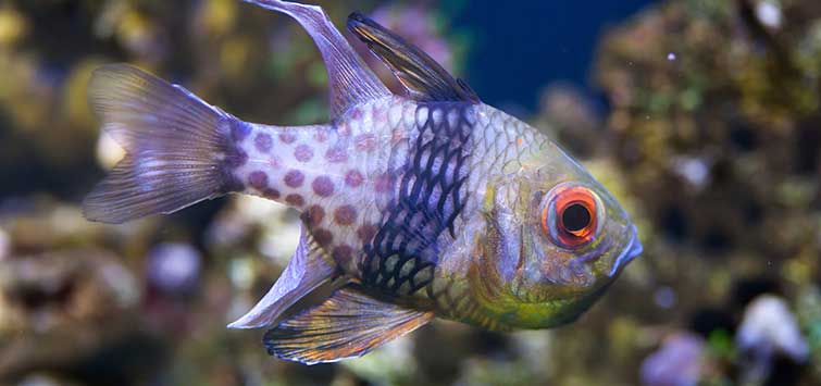 pajama cardinalfish