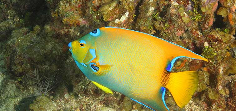 queen angelfish