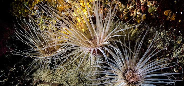 tube anemone care