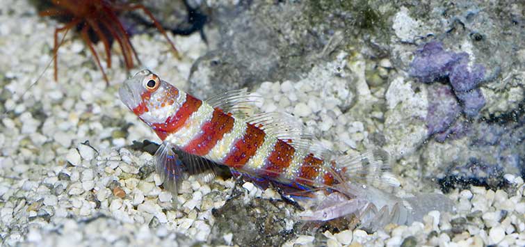 pistol shrimp and goby
