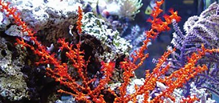 red gorgonian