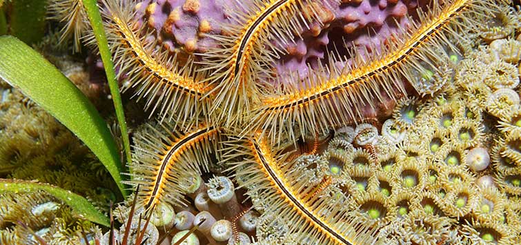 class ophiuroidea