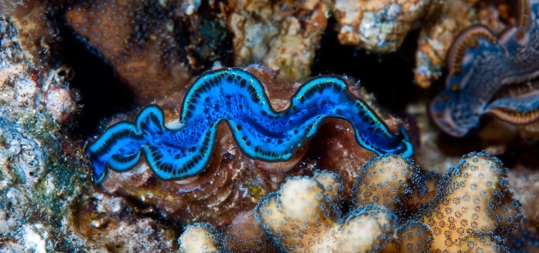 maxima clam care