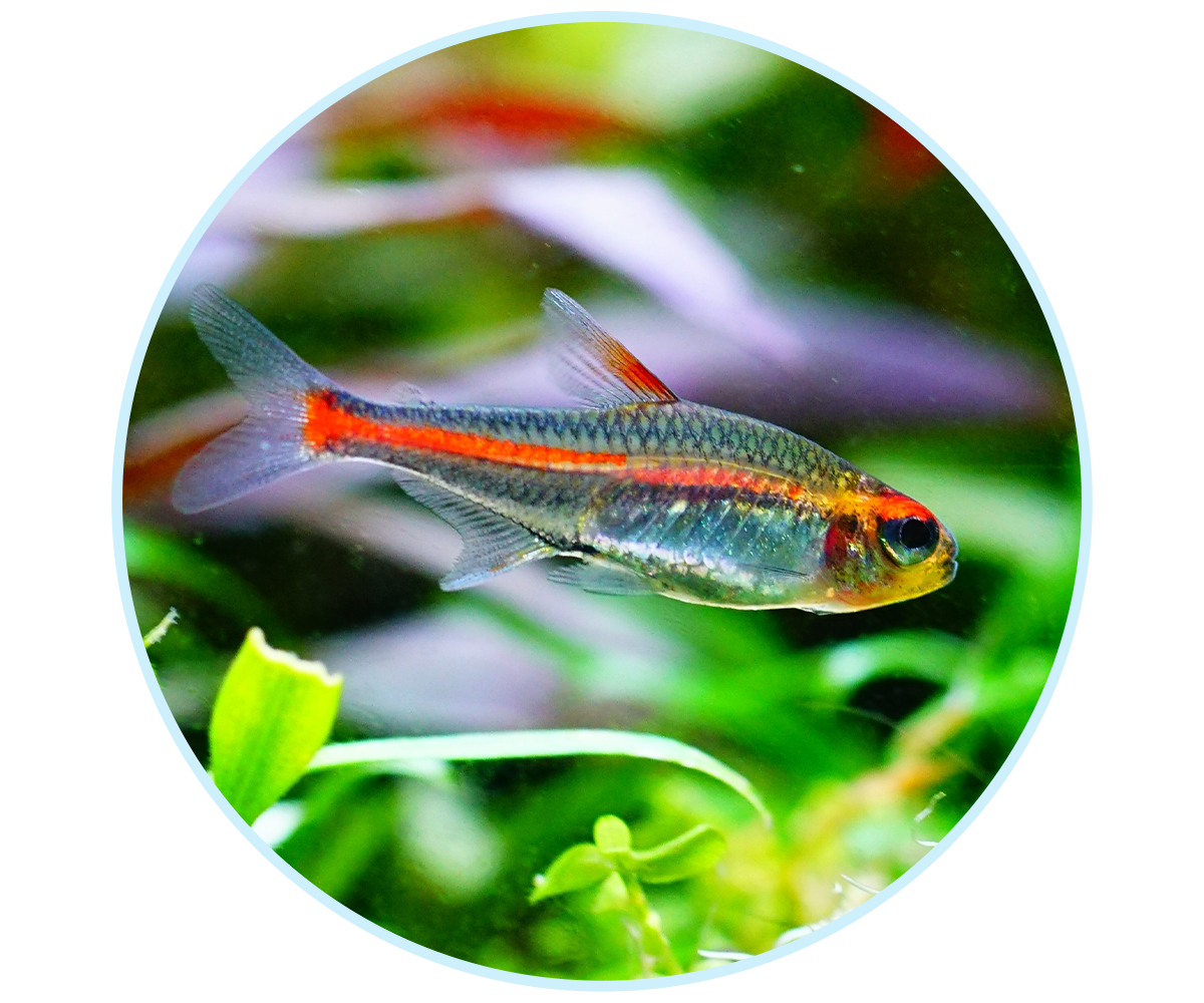 WEBSite-TFH-LP-AdvertiseWithUs-V3_600x500-2