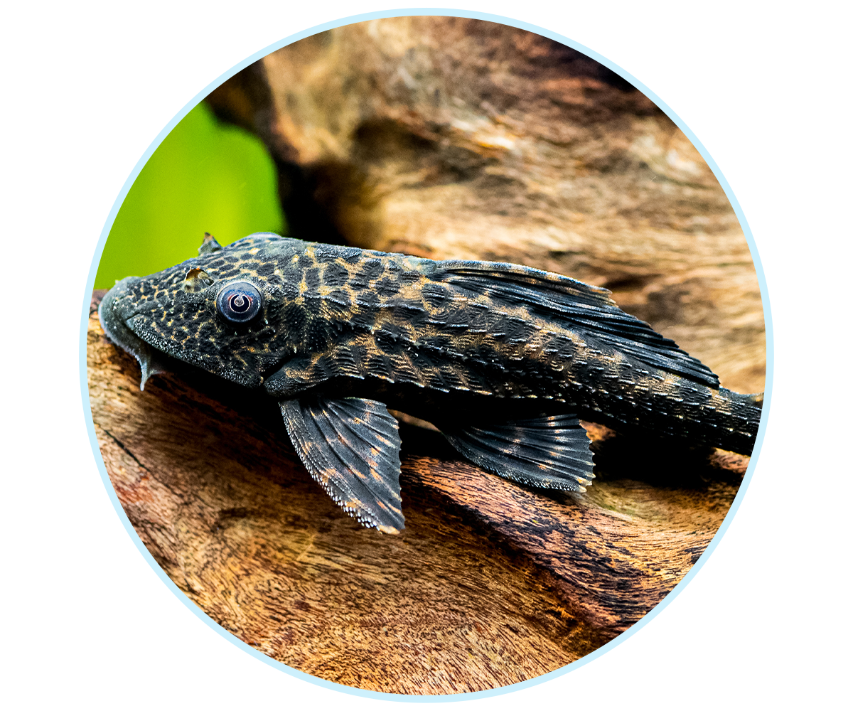 WEBSite-TFH-LP-AdvertiseWithUs-V3_600x500-3