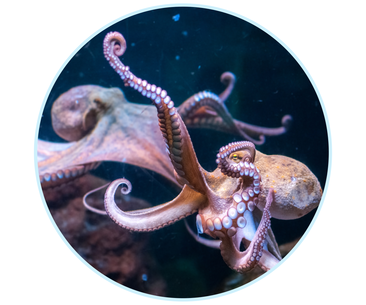 WEBSite-TFH-LP-AdvertiseWithUs-V3_600x500-5