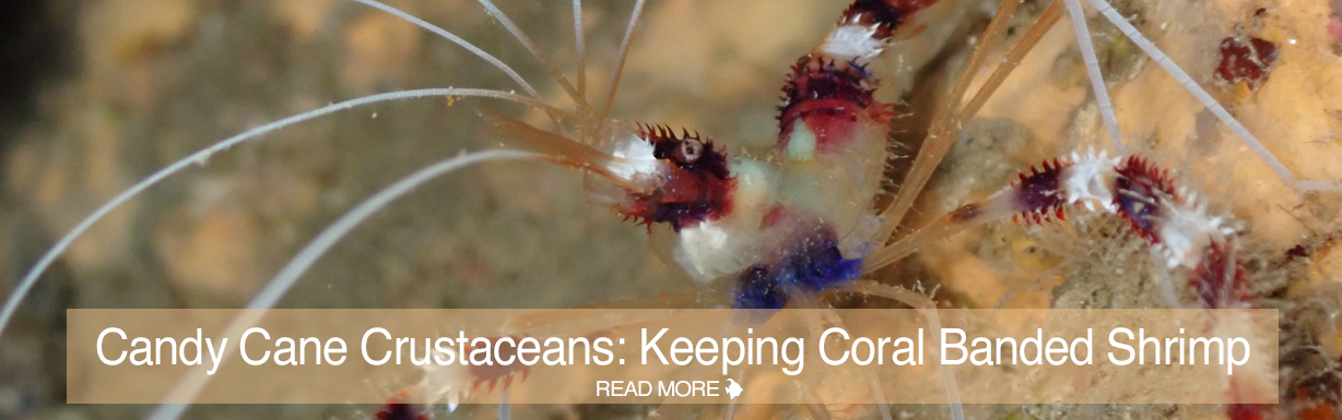 CAROUSEL-CORAL-BANDED_SHRIMP