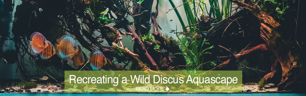 CAROUSEL-CORAL-WILD-DISCUS