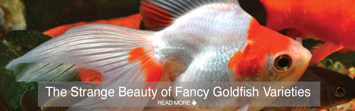 CAROUSEL-FANCY-GOLDFISH