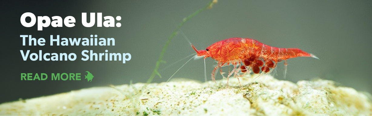 WEB-TFH-FY26-HomepageCarousel_Slide4_1228x385