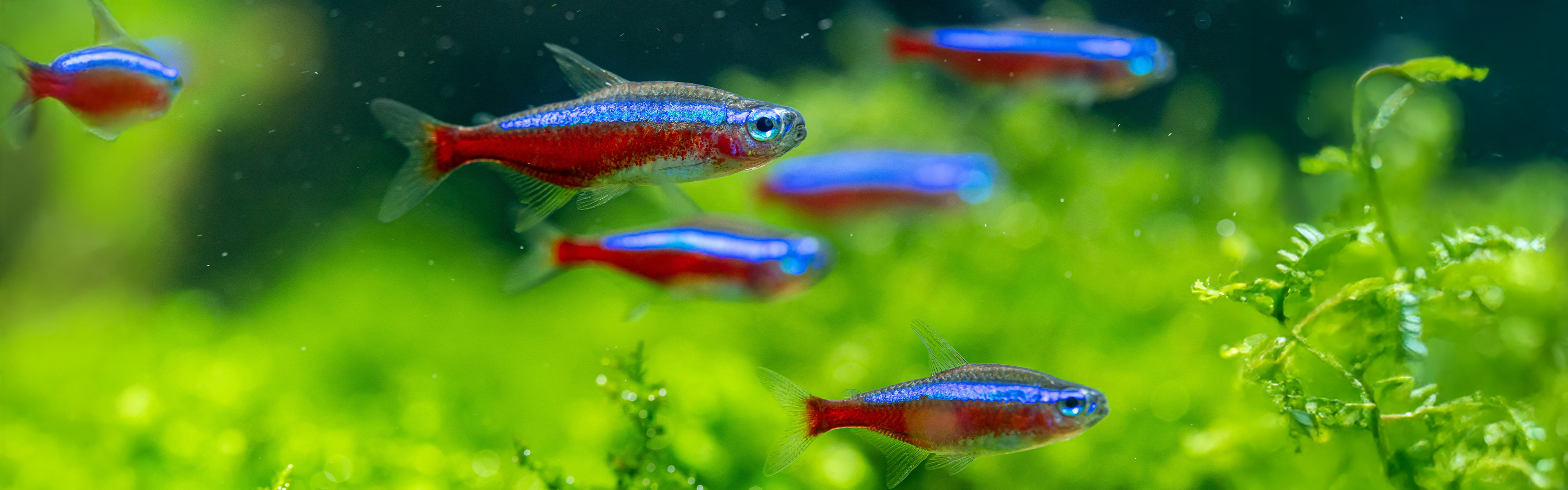 WEBSite-TFH-LP-FinCLub_1920x600