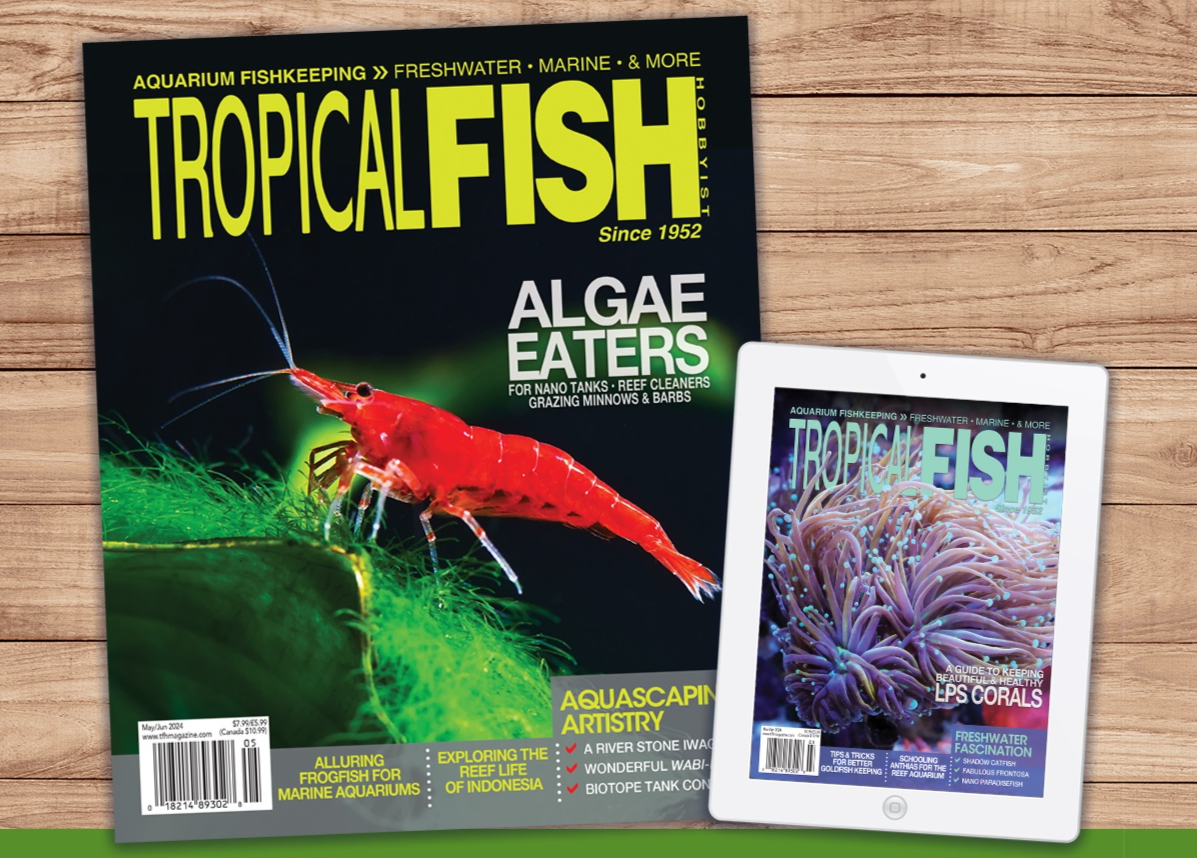 TFH Magazine and Tablet