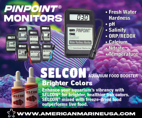 AM_Tropical Fish display ad 300x250