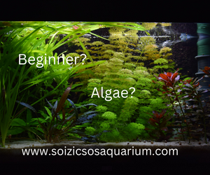 Soizic SOS Aquarium ad (002)
