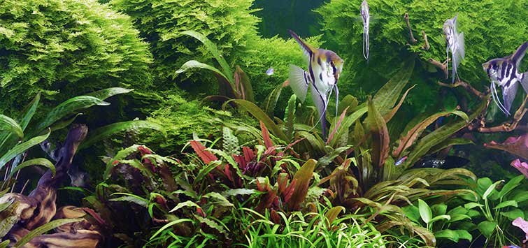 Fish Tank Layout Advice Tropical Fish Hobbyist Magazine, Java Moss