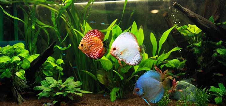 Fish Tank Care  Tropical Fish Hobbyist Magazine