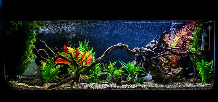 Is It Safe To Soften Aquarium Water Using Peat Moss? - Good Fish Keeper