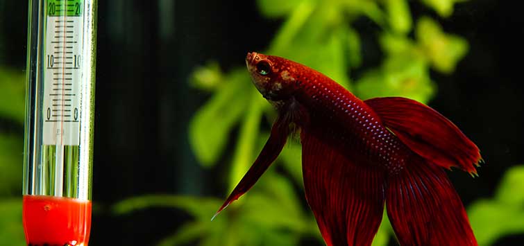 tropical fish temperature