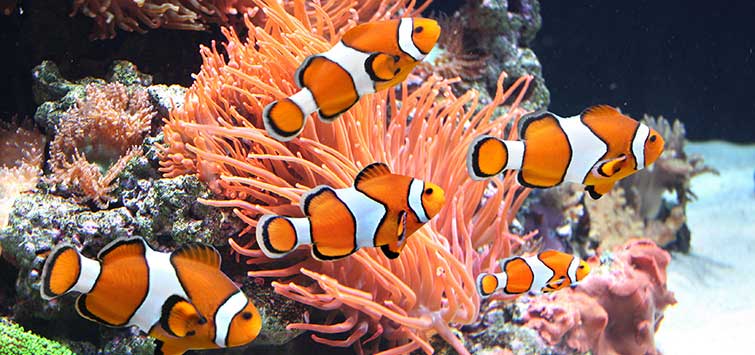 How to Clean and Maintain a Saltwater Aquarium