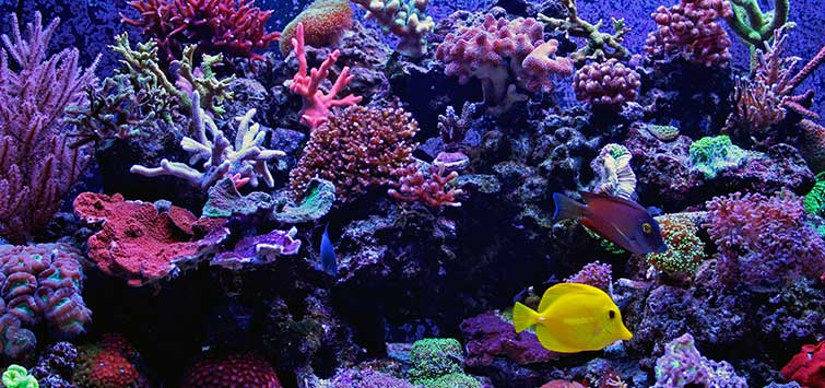 saltwater reef aquarium