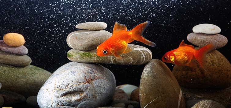 10 Simple Steps to Test Oxygen Levels in Your Fish Tank