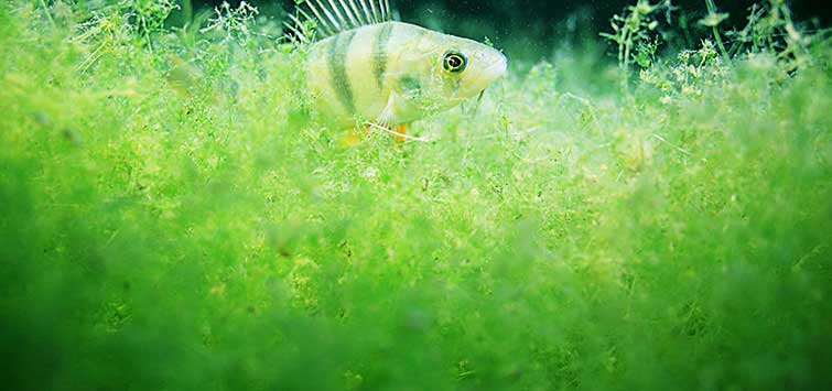 algae in fish tank