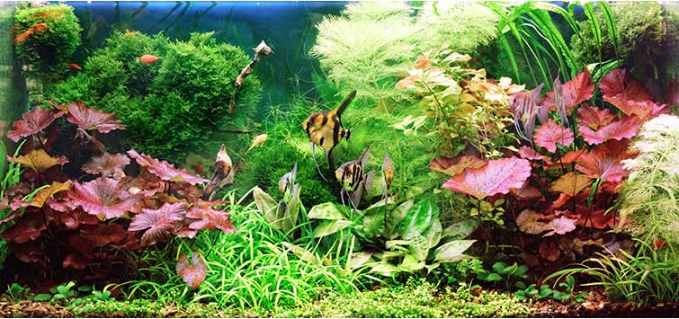 Water Garden Mini Plant Aquarium