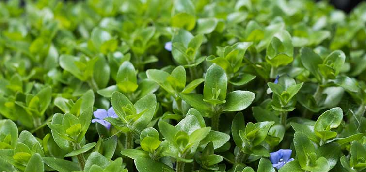 23+ Bacopa Caroliniana Aquarium Plant