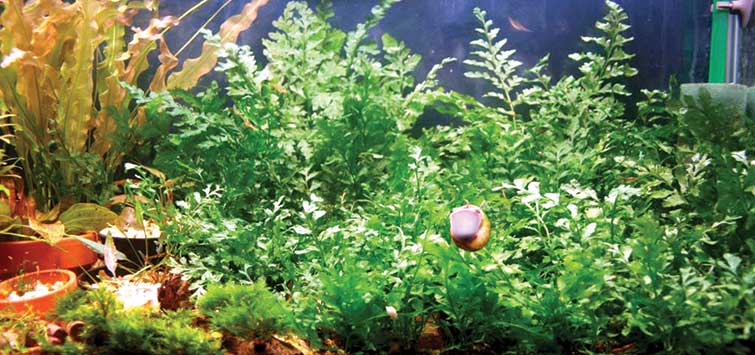 bolbitis heudelotii